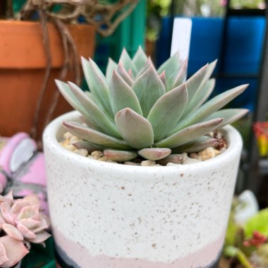 Echeveria peacockii X Setosa var. secunda