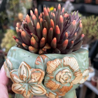 Echeveria Unguiculata