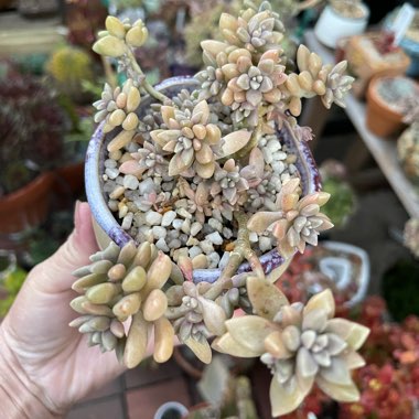 Graptopetalum Mirinae