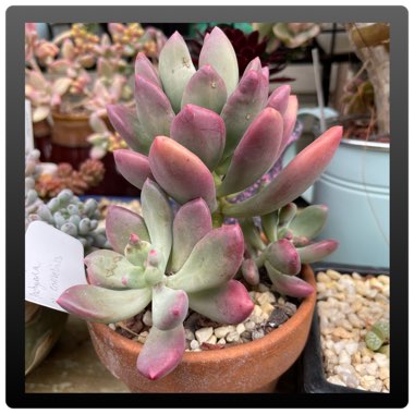 x Pachyveria Dr Cornelius