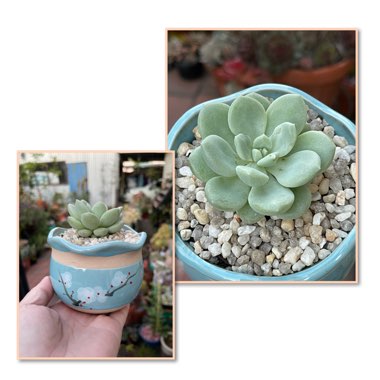 xSedeveria Pudgy