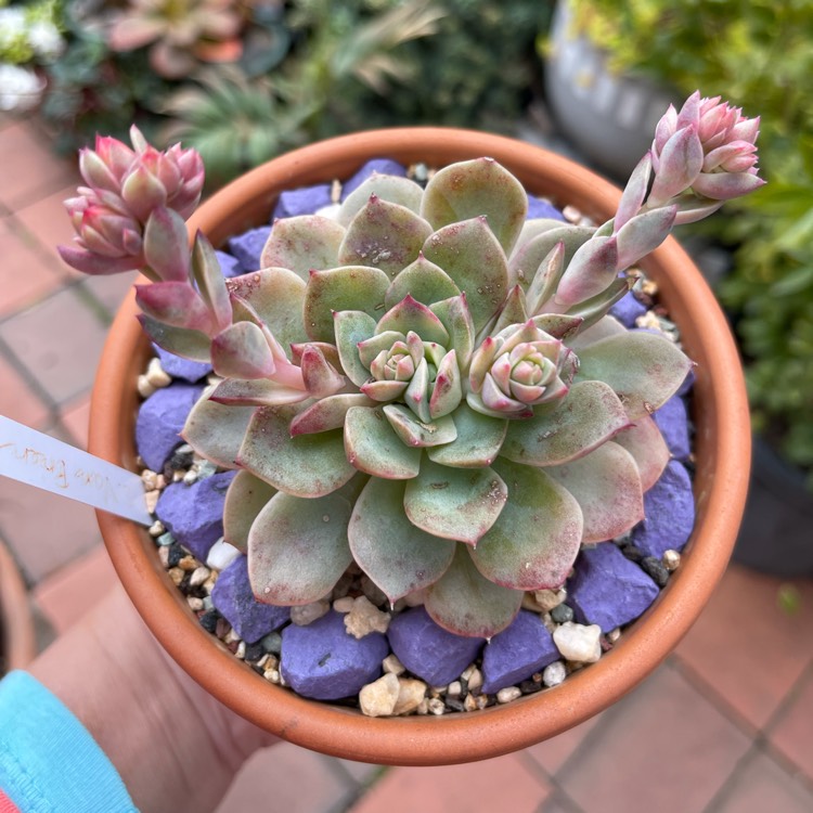 Plant image Echeveria Van Breen