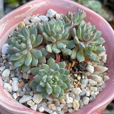 Echeveria Chrissy And Ryan