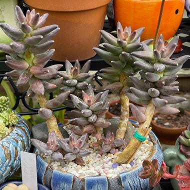 Pachyphytum compactum