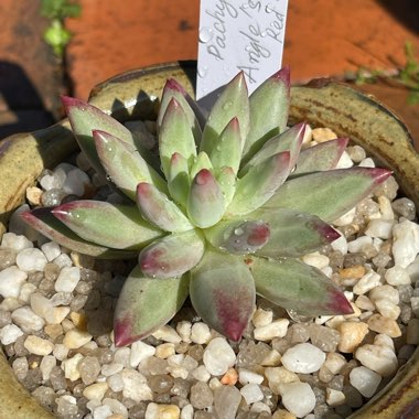 Pachyveria Angel's Finger