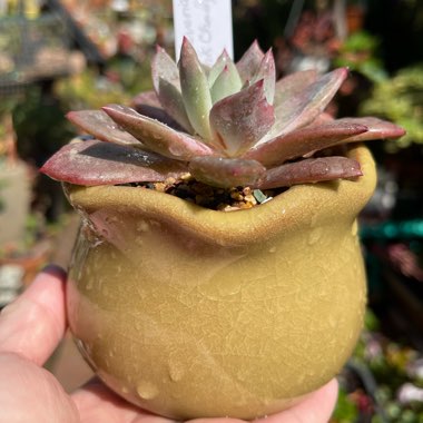 Echeveria Pink Champagne