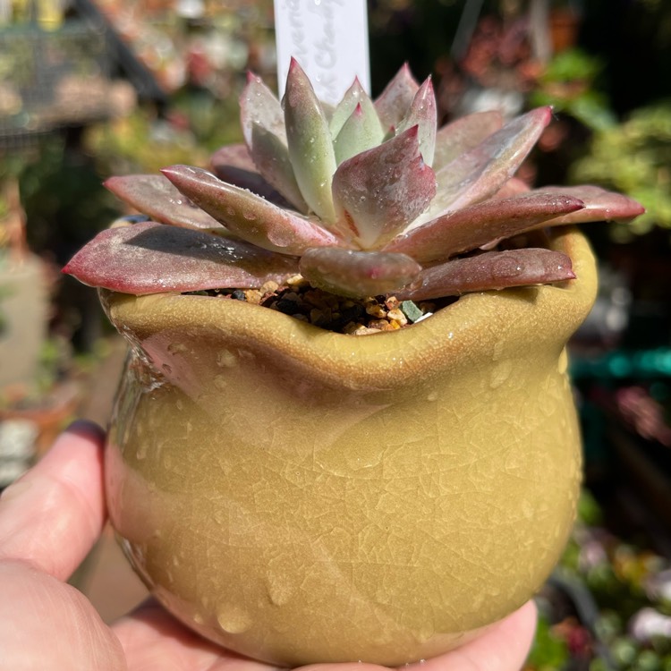 Plant image Echeveria Pink Champagne