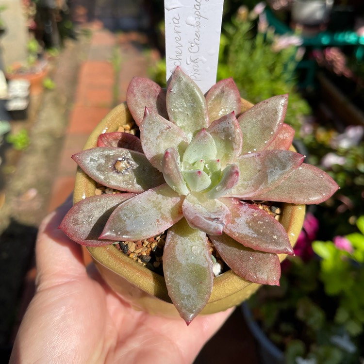 Plant image Echeveria Pink Champagne