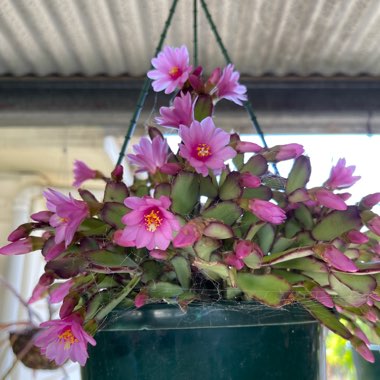 Schlumbergera Rosea   