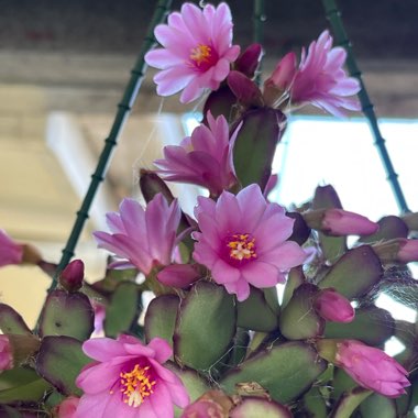 Schlumbergera Rosea   