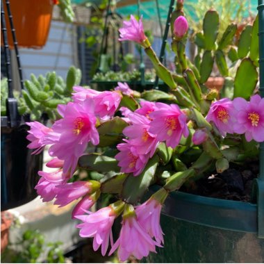 Schlumbergera Rosea   