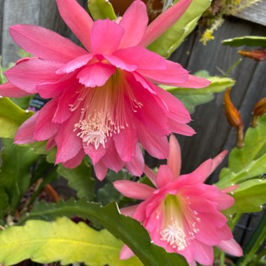 Epiphyllum Noid Pink