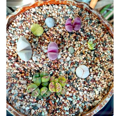 Lithops