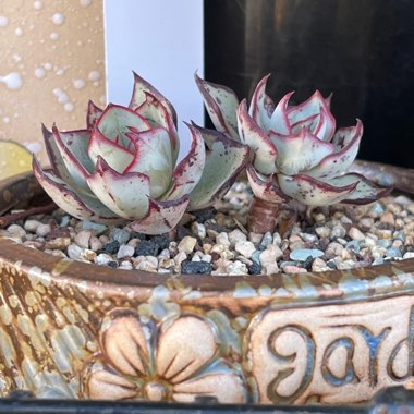 Echeveria Strictiflora var. Nova