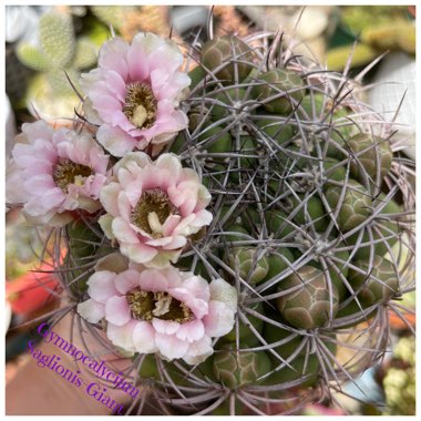 Gymnocalycium saglionis