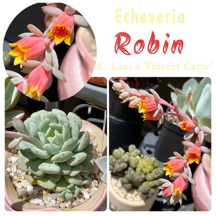 Plant image Echeveria Laui x Vincent Catto