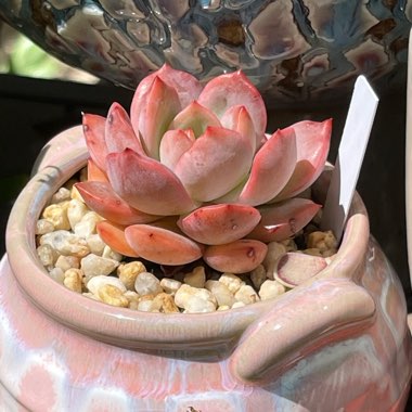 Echeveria Glam Pink