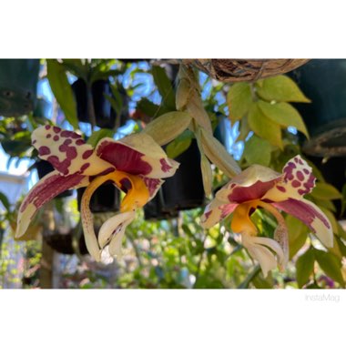 Stanhopea Nigroviolacea