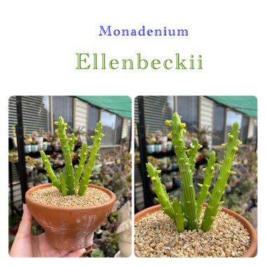 Euphorbia bisellenbeckii