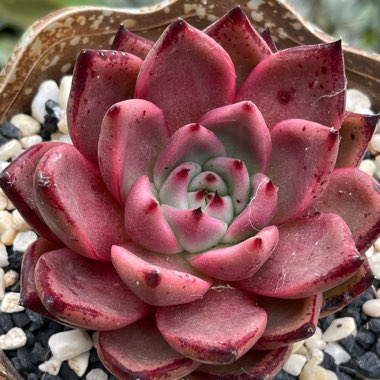 Echeveria Agavoides Romeo