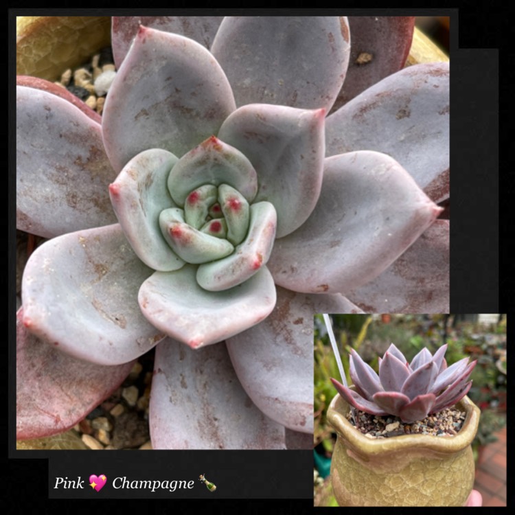 Plant image Echeveria Pink Champagne