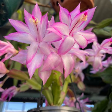 Schlumbergera truncata Madam Butterfly