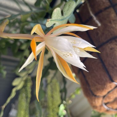 Epiphyllum Chrysocardium