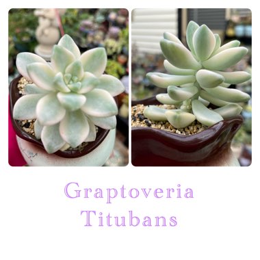 xGraptoveria Titubans Variegata