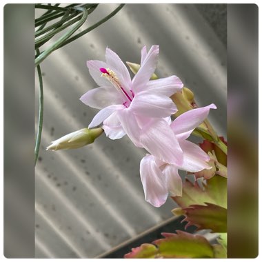 Schlumbergera White Fantasy