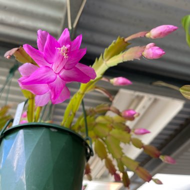 Schlumbergera truncata Party Girl