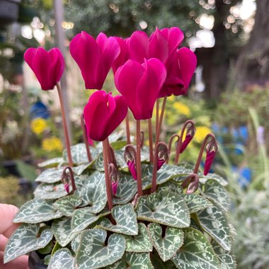 Cyclamen persicum