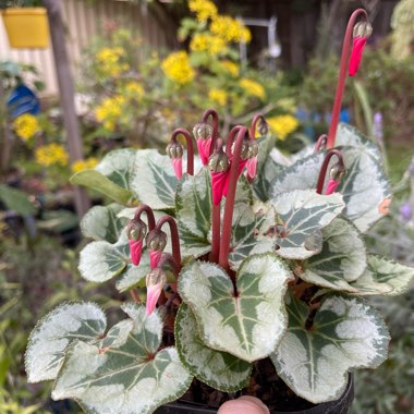 Cyclamen persicum