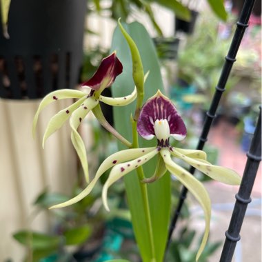 Prosthechea Cochleata