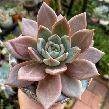 Graptoveria 'big ppalina'