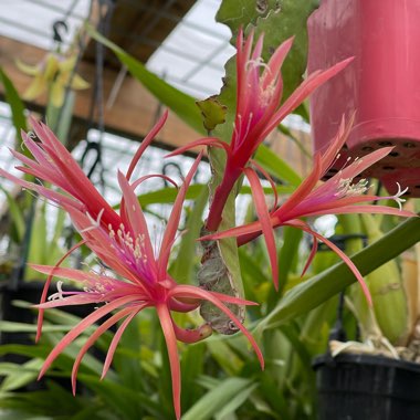 Epiphyllum 'George's Favorite'