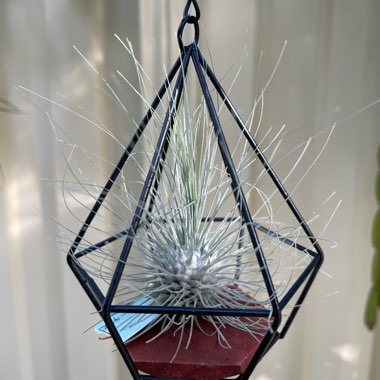 Tillandsia fuchsii f. gracilis