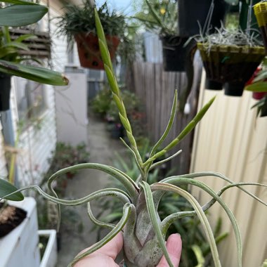 Tillandsia 'Caput-Medusae XXL'