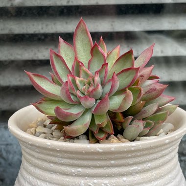 Echeveria Esther