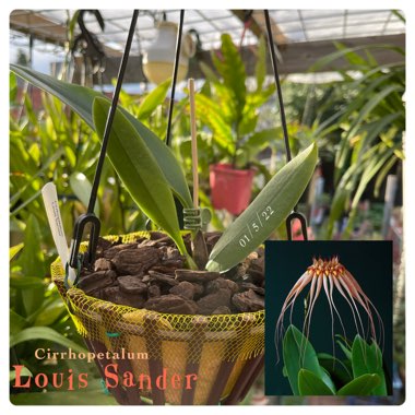 Bulbophyllum Louis Sander