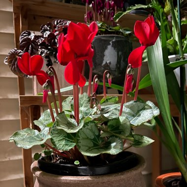 Cyclamen persicum