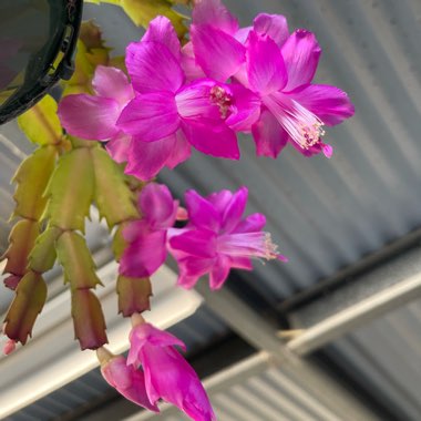 Schlumbergera truncata Party Girl