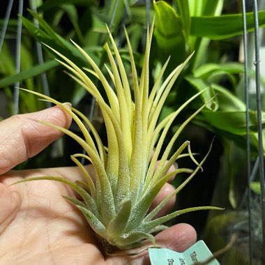 Tillandsia ionantha 'Druid'