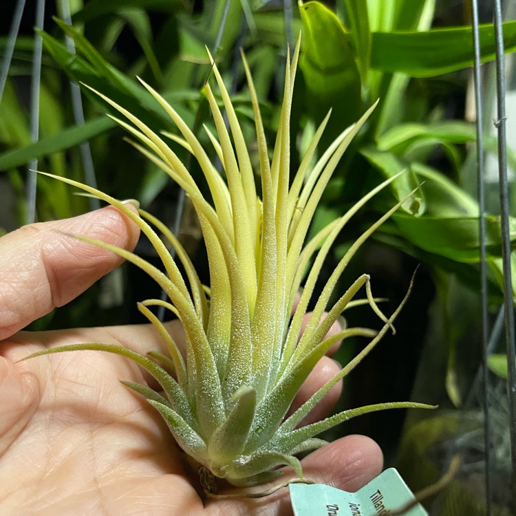 Plant image Tillandsia ionantha 'Druid'