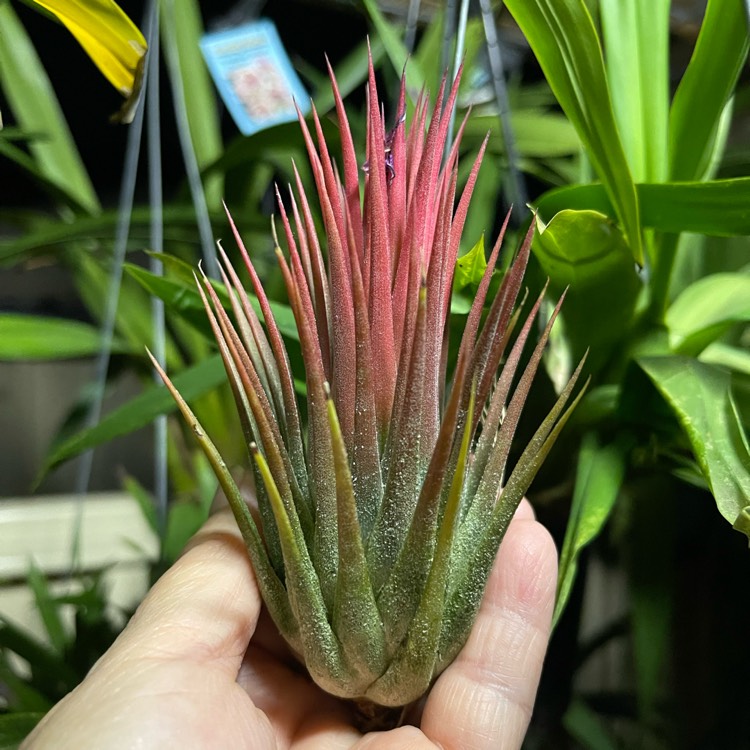 Plant image Tillandsia ionantha 'Fuego'