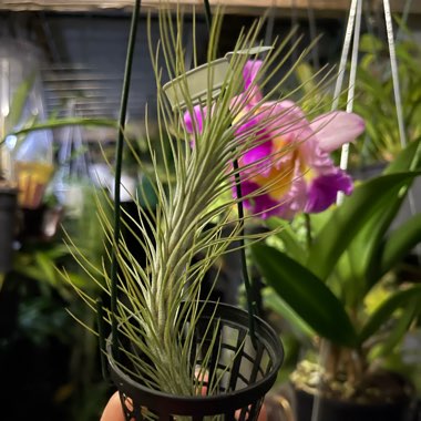 Tillandsia funckiana