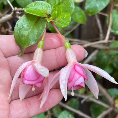 Fuchsia 'Kit Oxtoby'