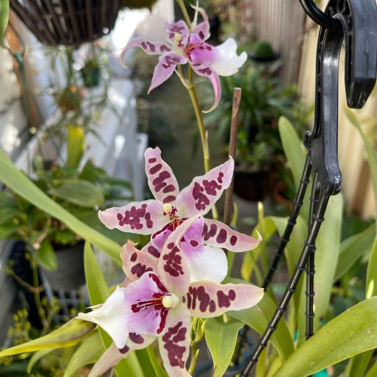 Plant image x Beallara Peggy Ruth Carpenter 'Morning Joy'