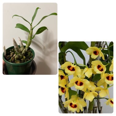 Dendrobium 'Gatton Sunray'