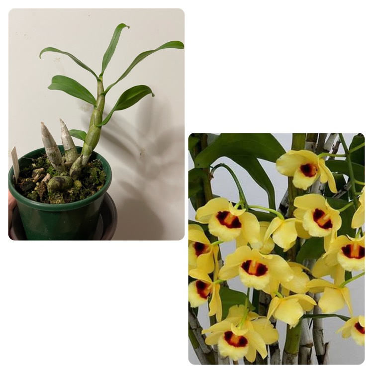 Plant image Dendrobium 'Gatton Sunray'