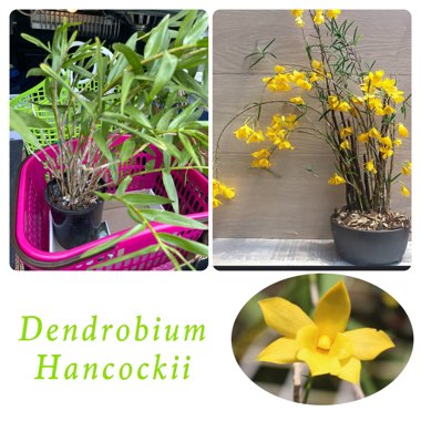 Dendrobium Clavatum